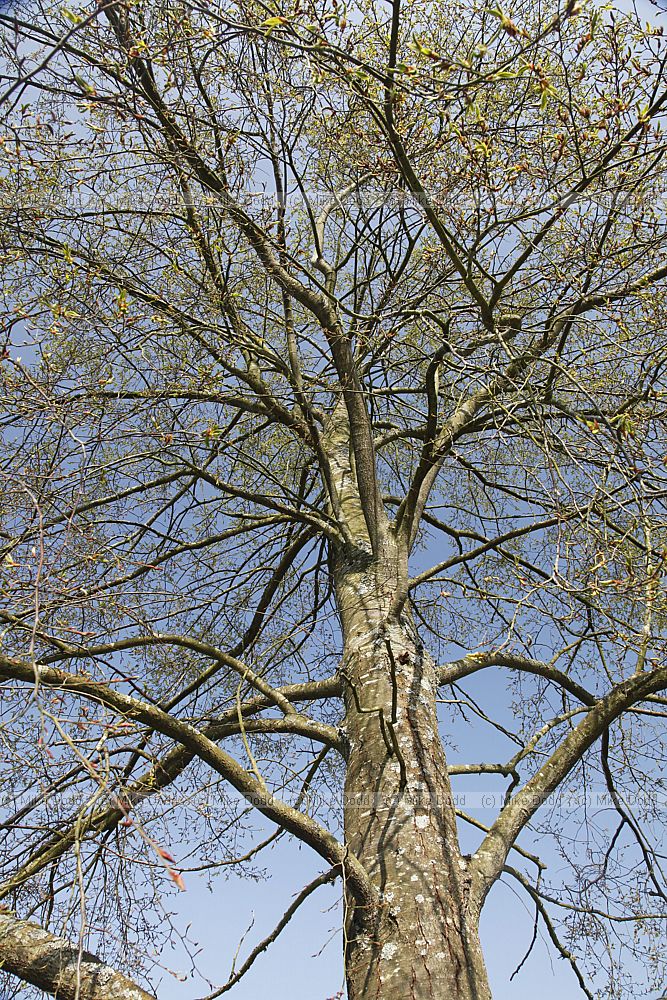 Nothofagus alpina Rauli (syn Nothofagus procera Nothofagus nervosa)