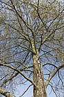 Nothofagus alpina Rauli (syn Nothofagus procera Nothofagus nervosa)