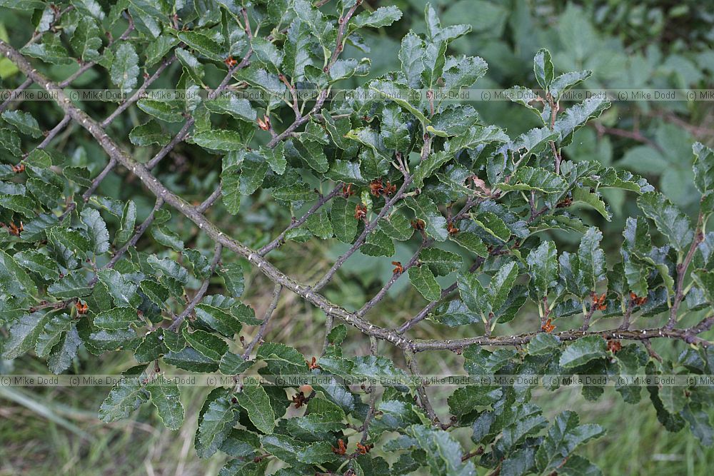 Nothofagus antarctica Antarctic beech