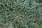 Nothofagus antarctica Antarctic beech