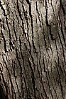 Nothofagus antarctica Antarctic beech