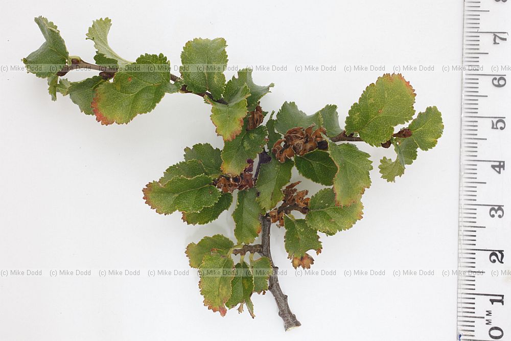 Nothofagus antarctica Antarctic Beech