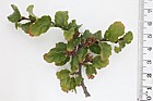 Nothofagus antarctica Antarctic Beech