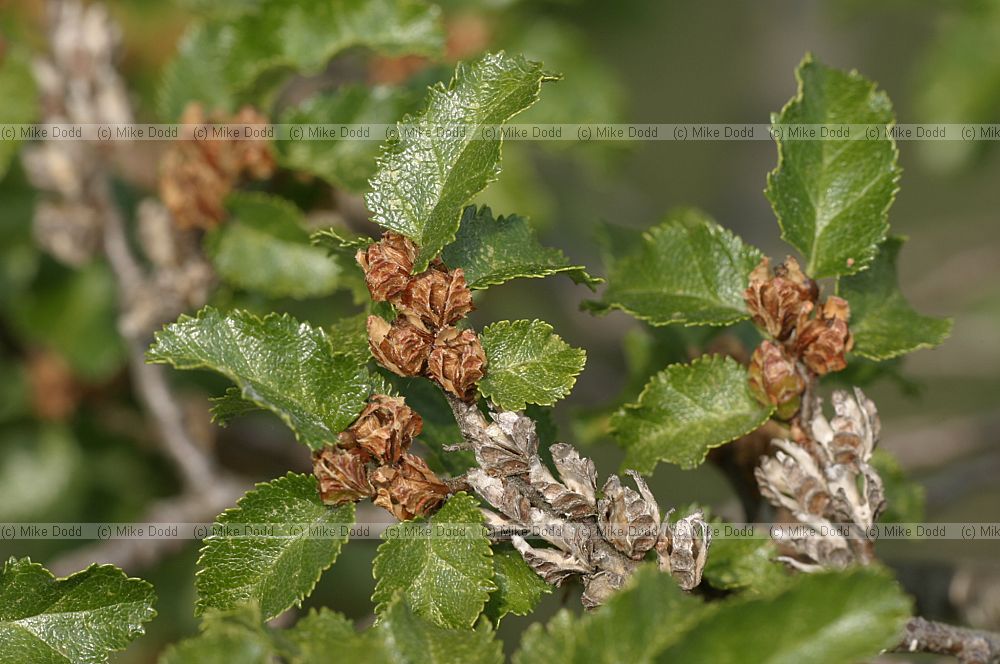 Nothofagus antarctica Antarctic Beech