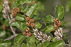 Nothofagus antarctica Antarctic Beech