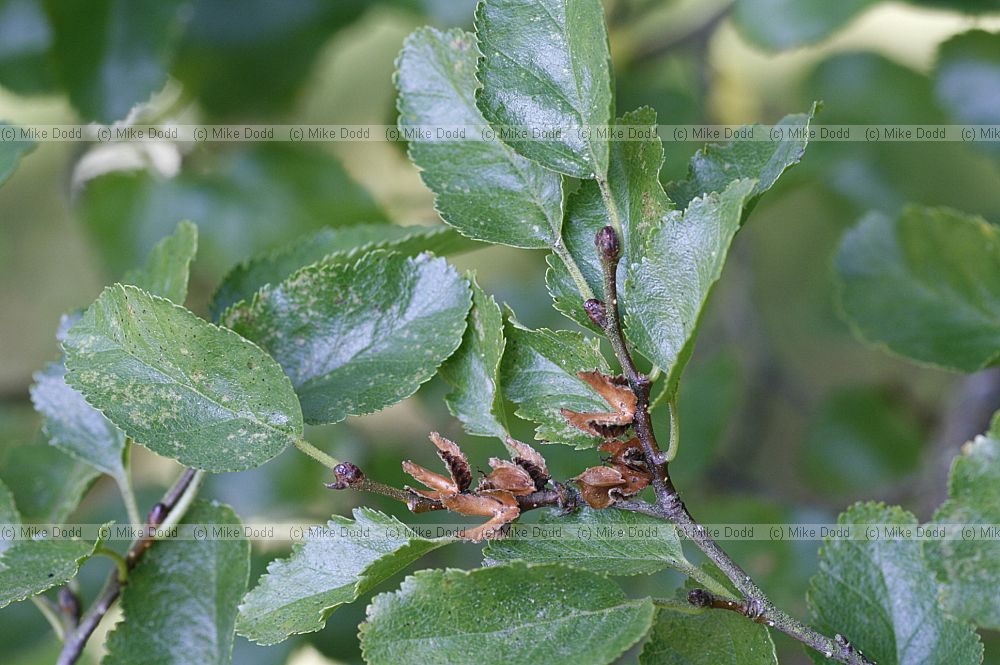 Nothofagus antarctica Antarctic southern beech