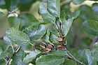Nothofagus antarctica Antarctic southern beech