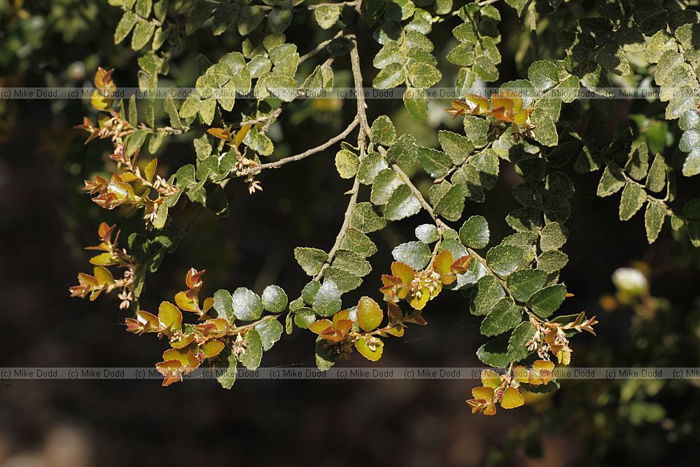 Nothofagus cunninghamii Myrtle Beech