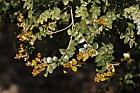 Nothofagus cunninghamii Myrtle Beech