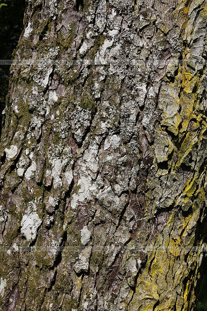 Nothofagus obliqua