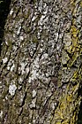 Nothofagus obliqua