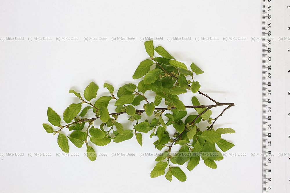 Nothofagus obliqua Roble beech