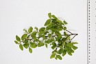 Nothofagus obliqua Roble beech