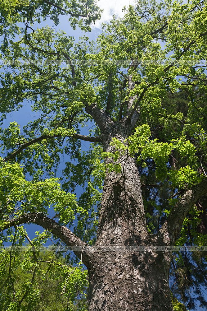 Nothofagus obliqua Roble Beech