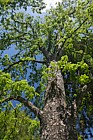 Nothofagus obliqua Roble Beech
