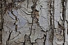 Nothofagus obliqua