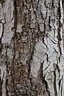 Nothofagus obliqua