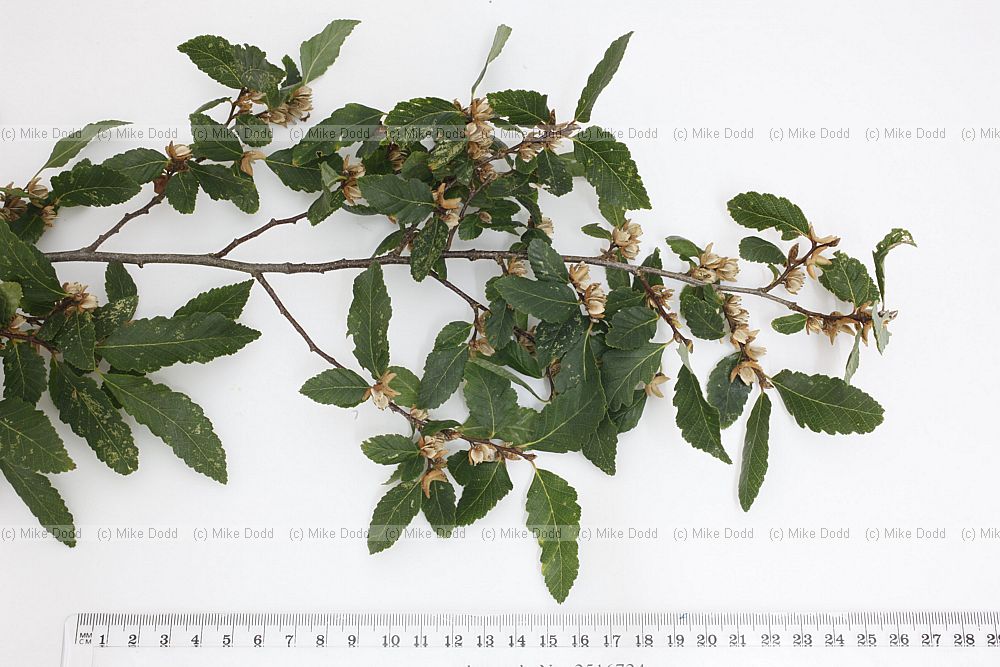 Nothofagus obliqua Roble Beech