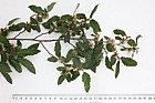 Nothofagus obliqua Roble Beech