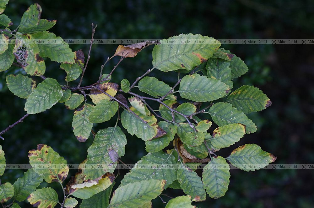 Nothofagus obliqua Southern Beech