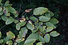 Nothofagus obliqua Southern Beech