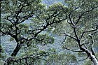 Nothofagus solandri var cliffordiensis at Arthurs pass