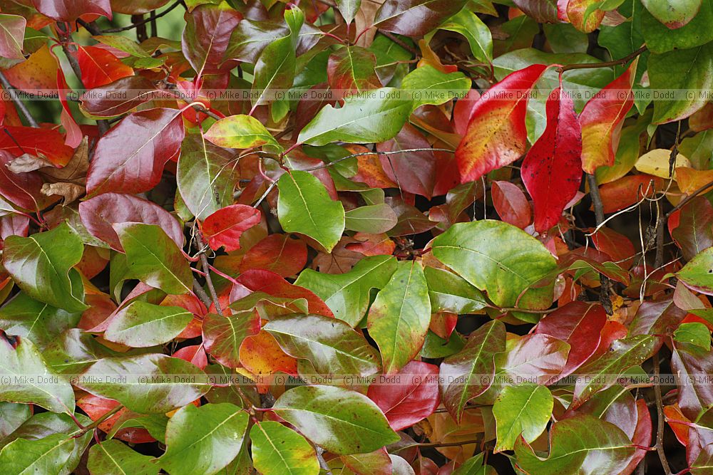 Nyssa sylvatica