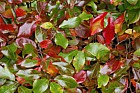 Nyssa sylvatica