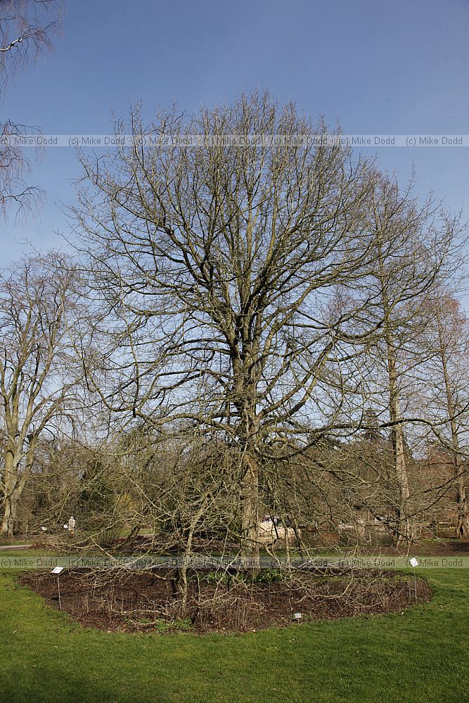 Nyssa sylvatica 'Wisley bonfire'