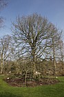 Nyssa sylvatica 'Wisley bonfire'