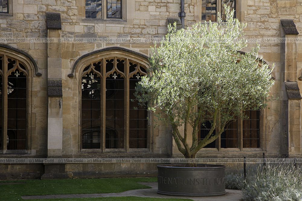 Olea europaea Olive