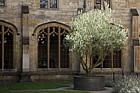 Olea europaea Olive