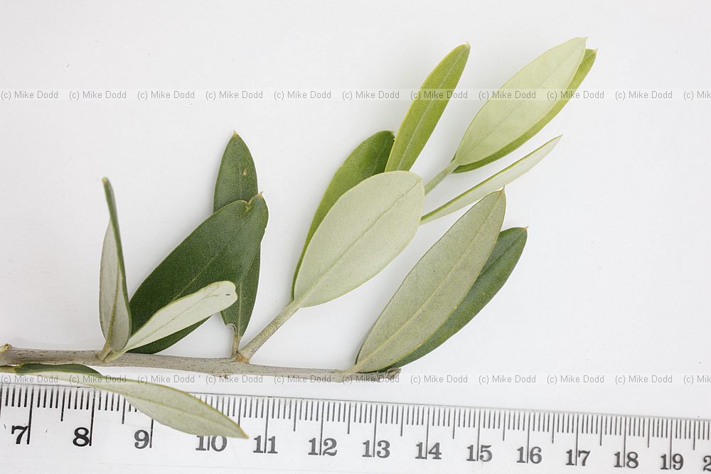Olea europaea Olive