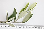 Olea europaea Olive