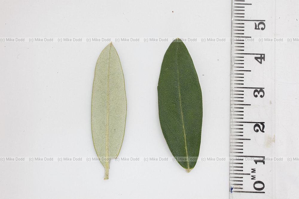 Olea europaea Olive