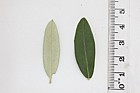 Olea europaea Olive
