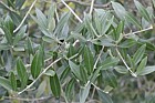 Olea europaea Olive