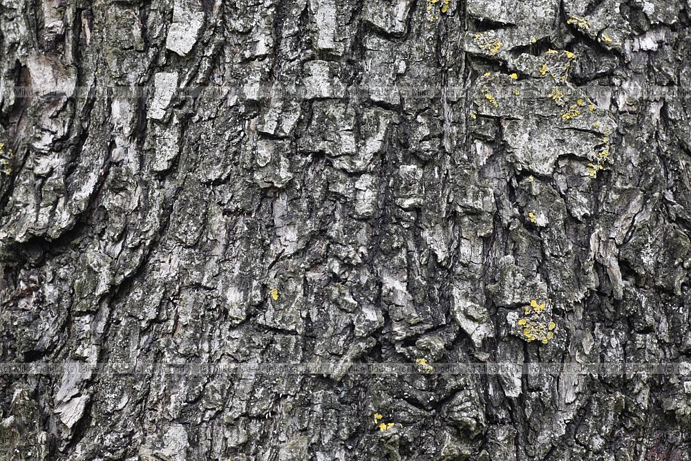 Olea europea Olive
