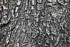 Olea europea Olive
