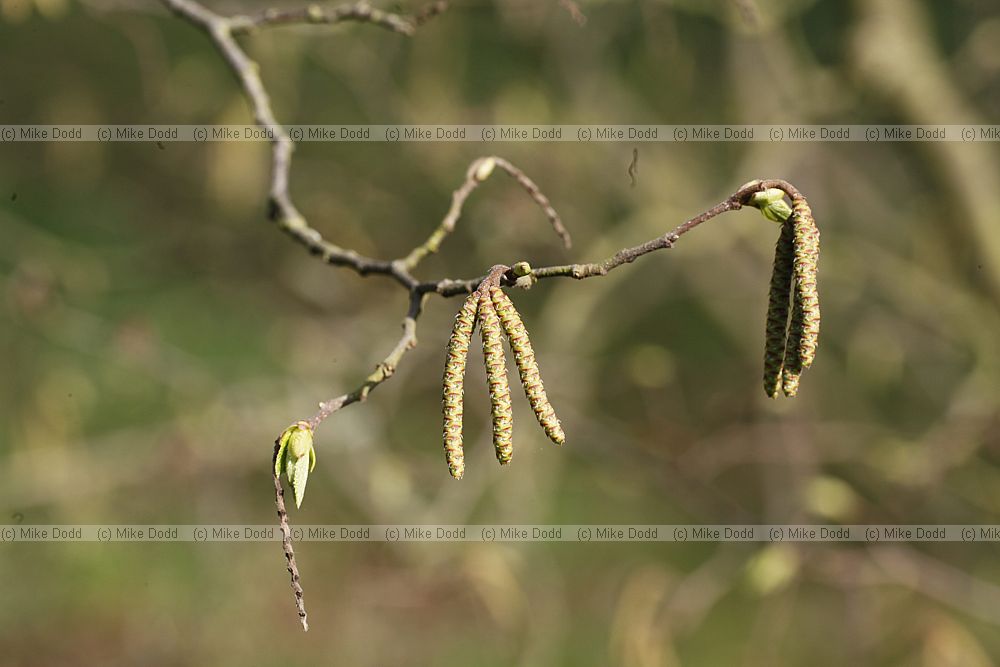 Ostrya carpinifolia