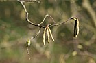 Ostrya carpinifolia