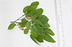 Ostrya carpinifolia European Hop-hornbeam