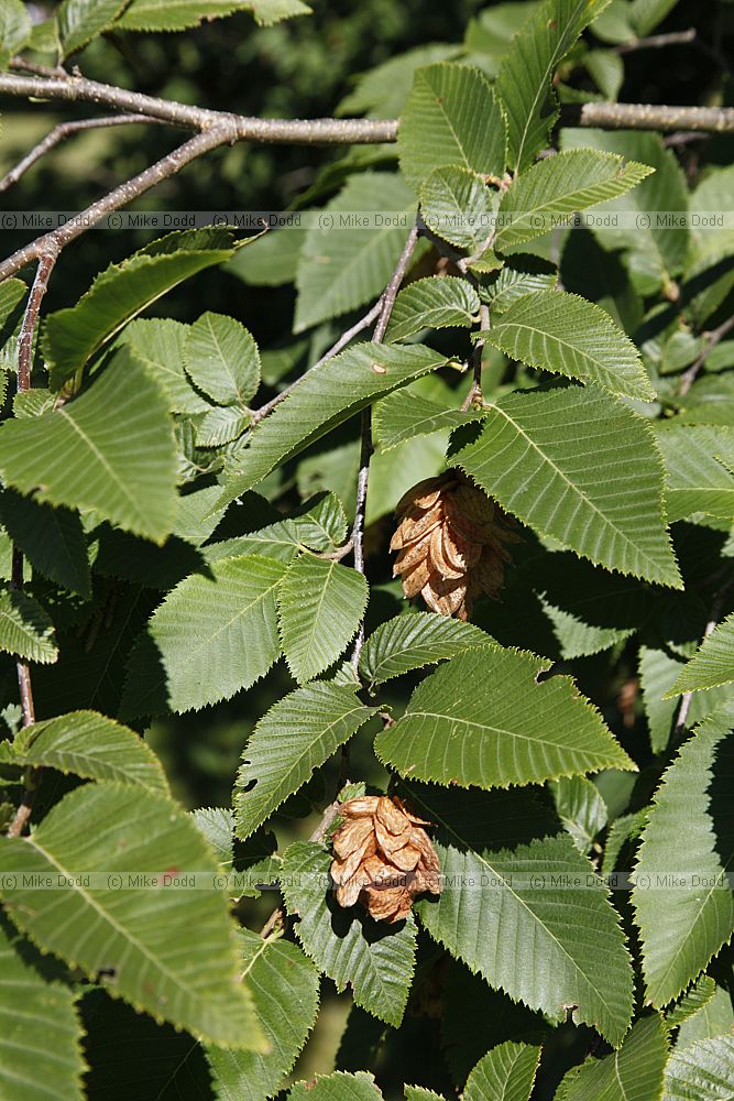 Ostrya virginiana