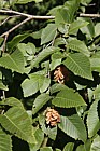 Ostrya virginiana