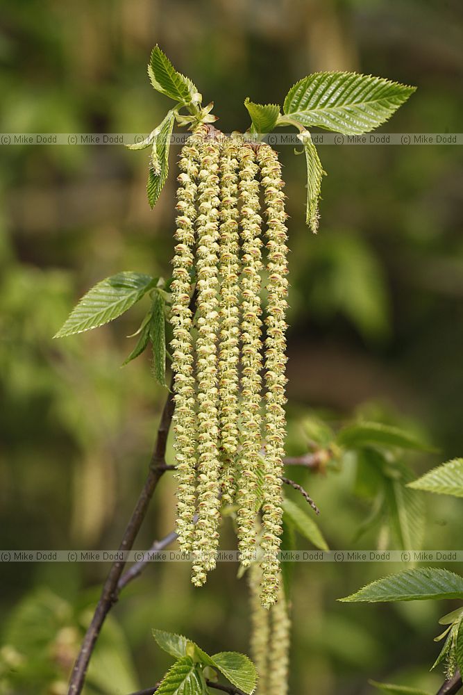 Ostrya virginiana Ironwood