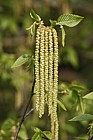 Ostrya virginiana Ironwood