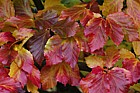 Parrotia persica Persian Ironwood