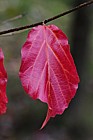Parrotia persica Persian Ironwood