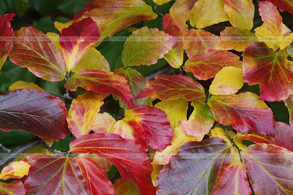 Parrotia persica Persian Ironwood