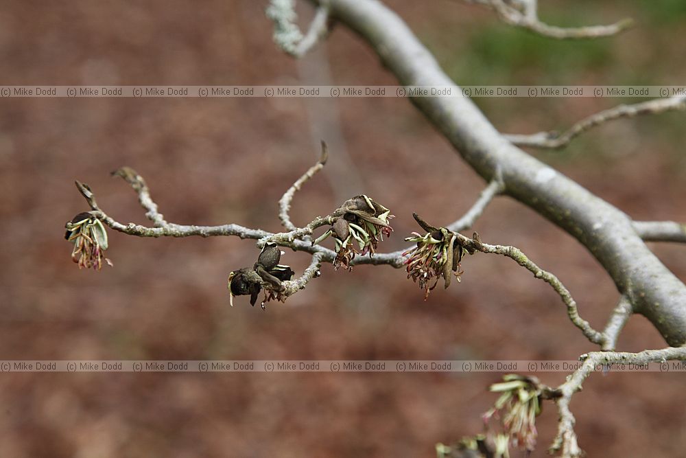 Parrotia persica
